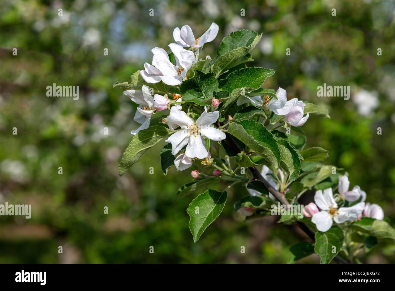 Apple Blossoms, frutteto di mele, primavera, Michigan, Stati Uniti, Di James D Coppinger/Dembinsky Photo Assoc Foto Stock