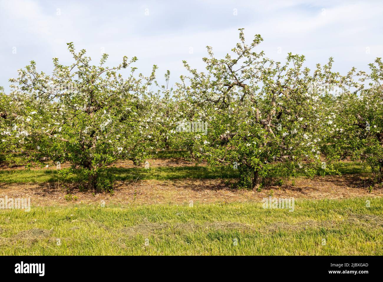 Apple Blossoms, frutteto di mele, primavera, Michigan, Stati Uniti, Di James D Coppinger/Dembinsky Photo Assoc Foto Stock