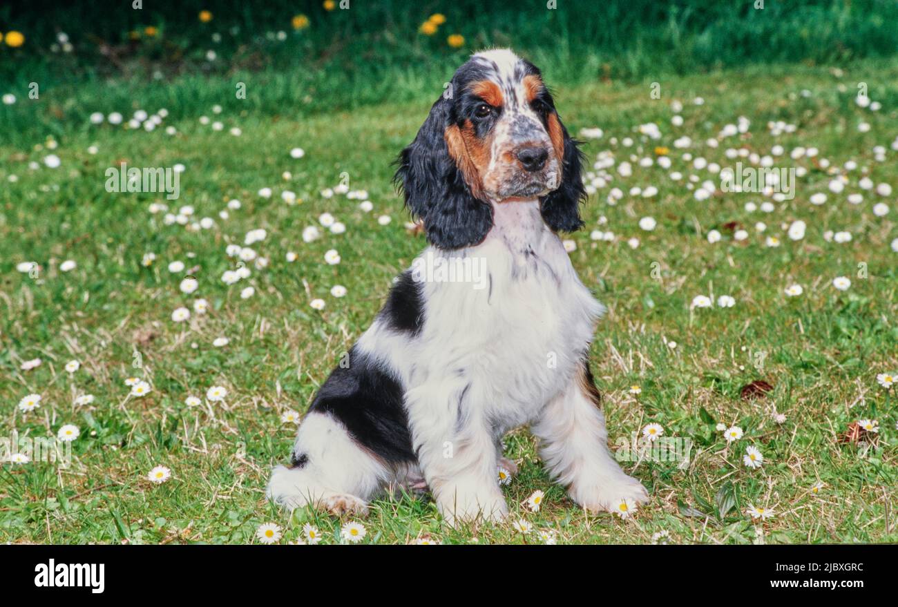 Un cucciolo bianco nero e tan inglese cocker spaniel seduto in erba con  fiori bianchi Foto stock - Alamy