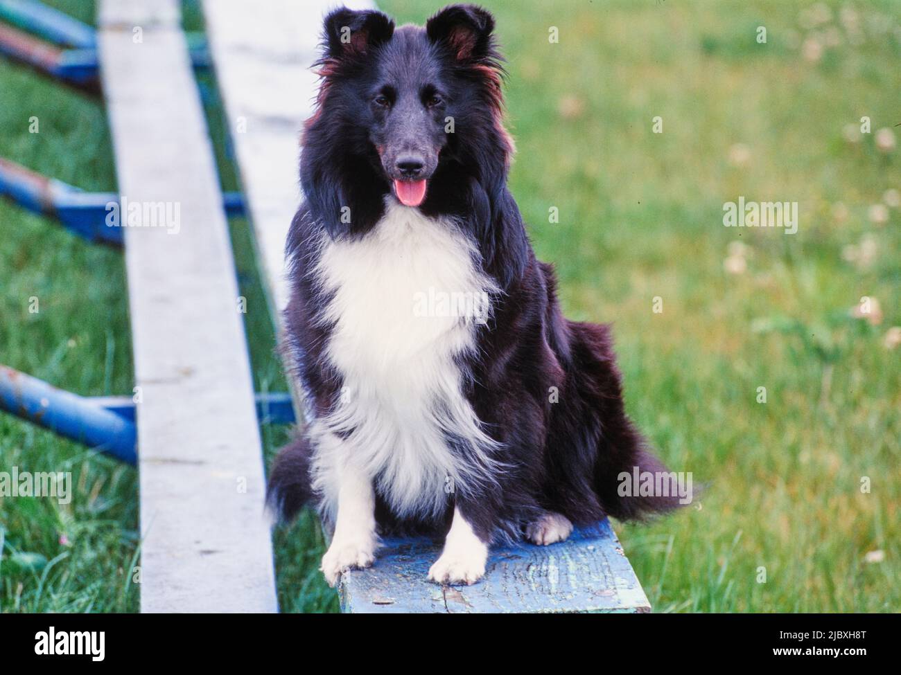 Un cane sheltie seduto su una panca blu Foto Stock