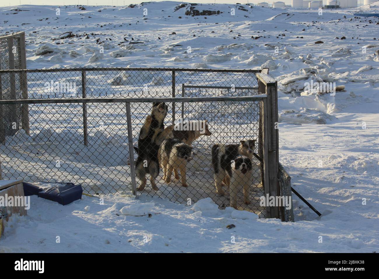 Husky a Iqaluit, Nunavut, Canada Foto Stock