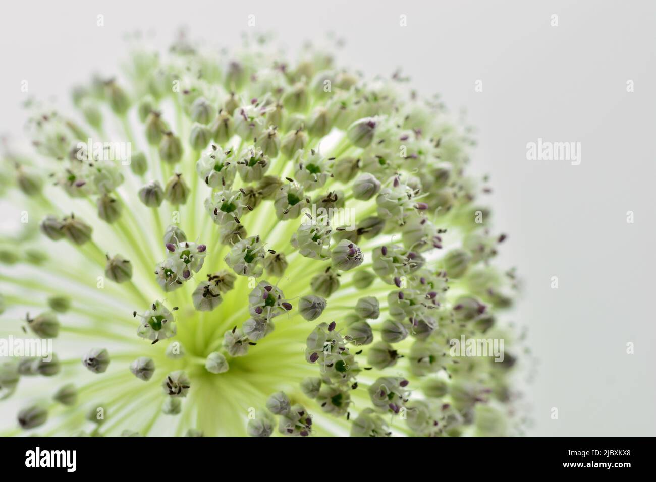 Detalle de la flor del ajo puerro, Allium ampeloprasum, aislado en blanco Foto Stock