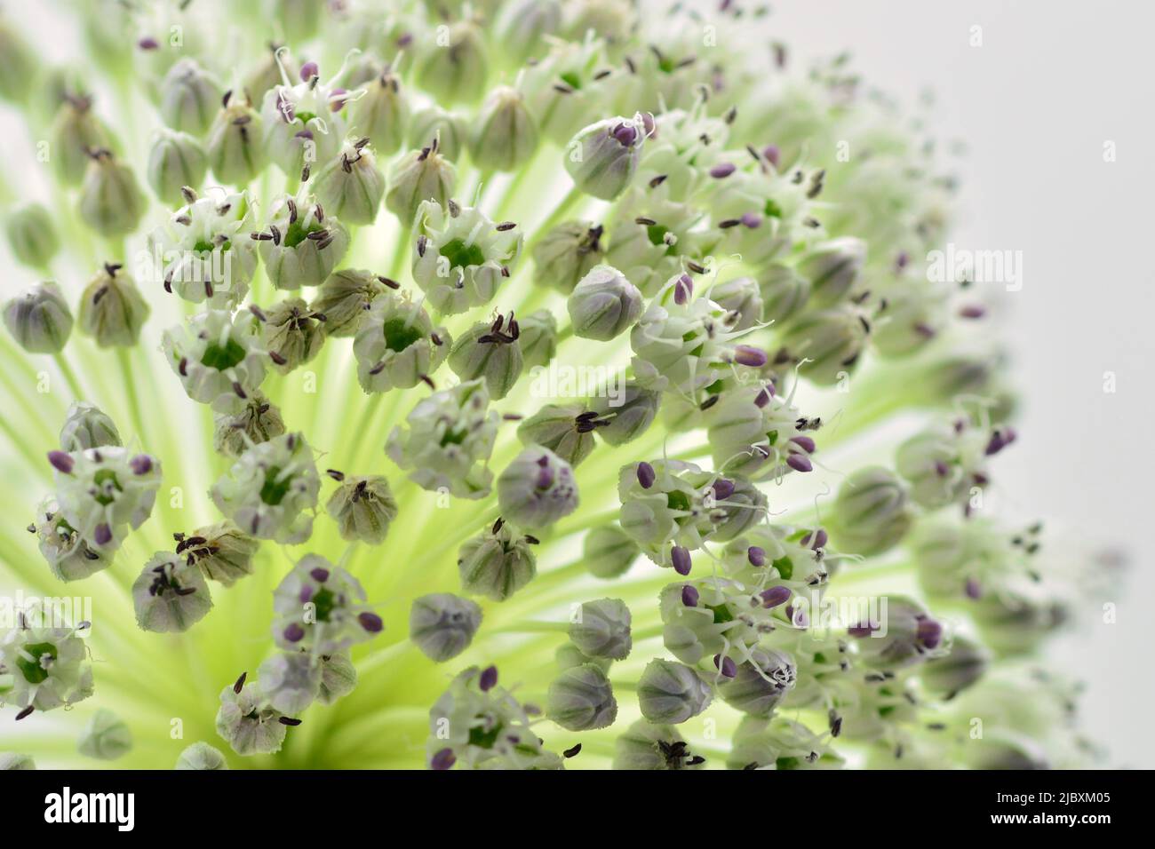 Detalle de la flor del ajo puerro, Allium ampeloprasum, aislado en blanco Foto Stock