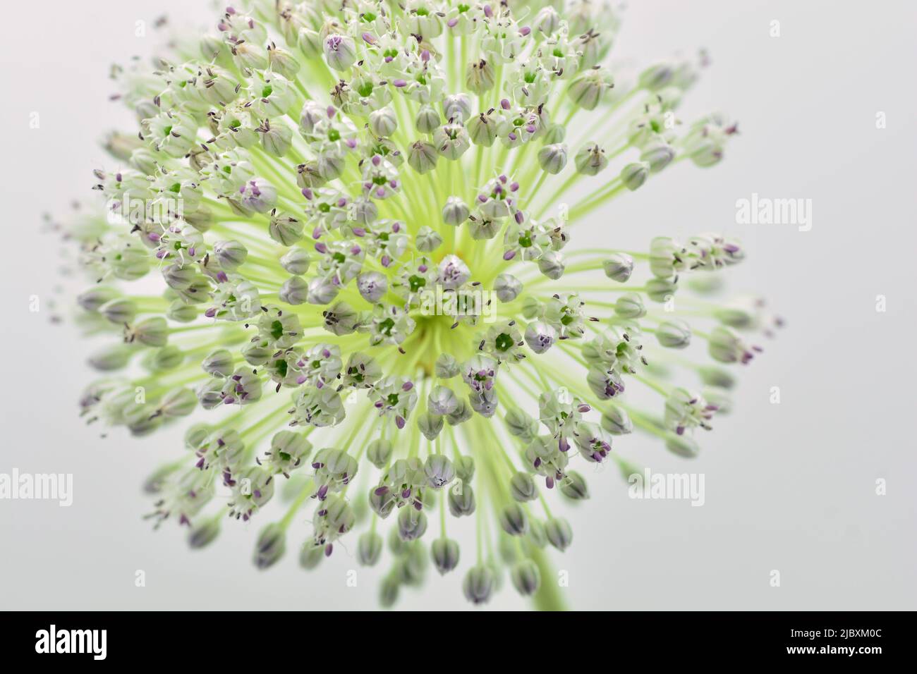 Detalle de la flor del ajo puerro, Allium ampeloprasum, aislado en blanco Foto Stock