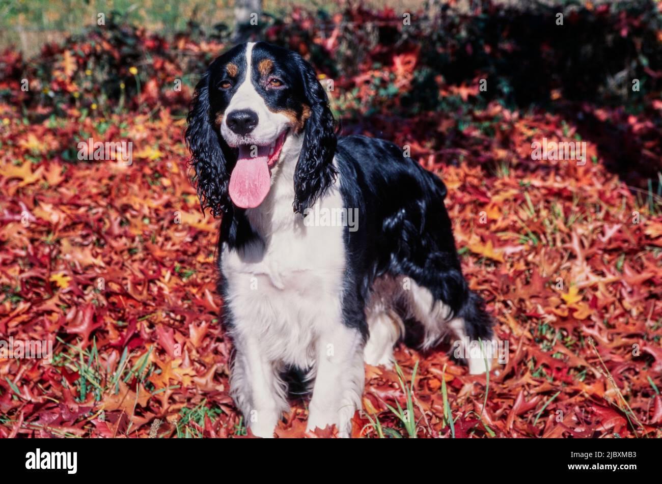 Uno spaniello inglese springer in piedi in un cerotto di foglie rosse e arancioni Foto Stock