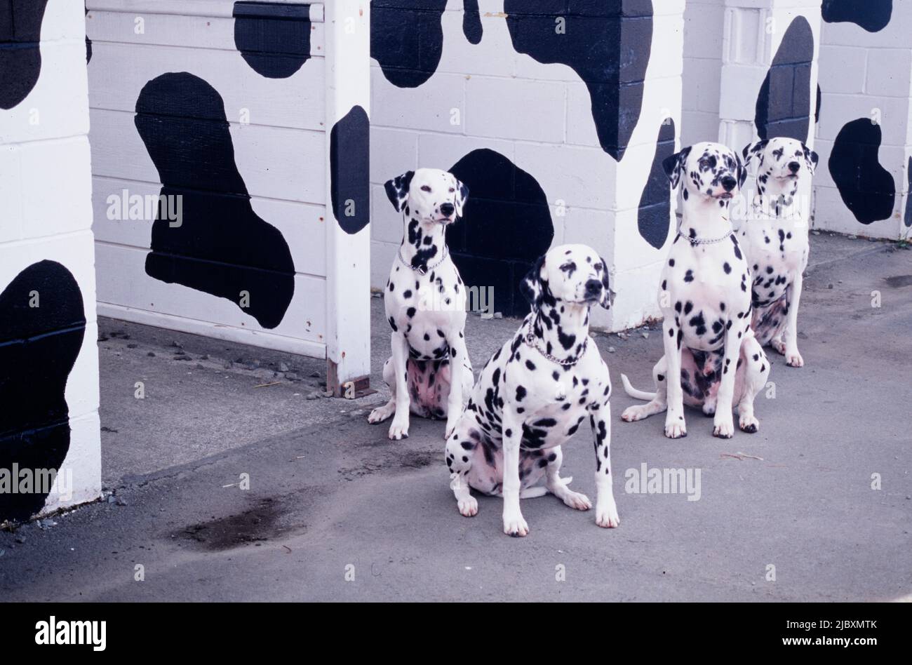 Dalmatiani seduti in una stalla che è stata dipinta di bianco con macchie nere Foto Stock