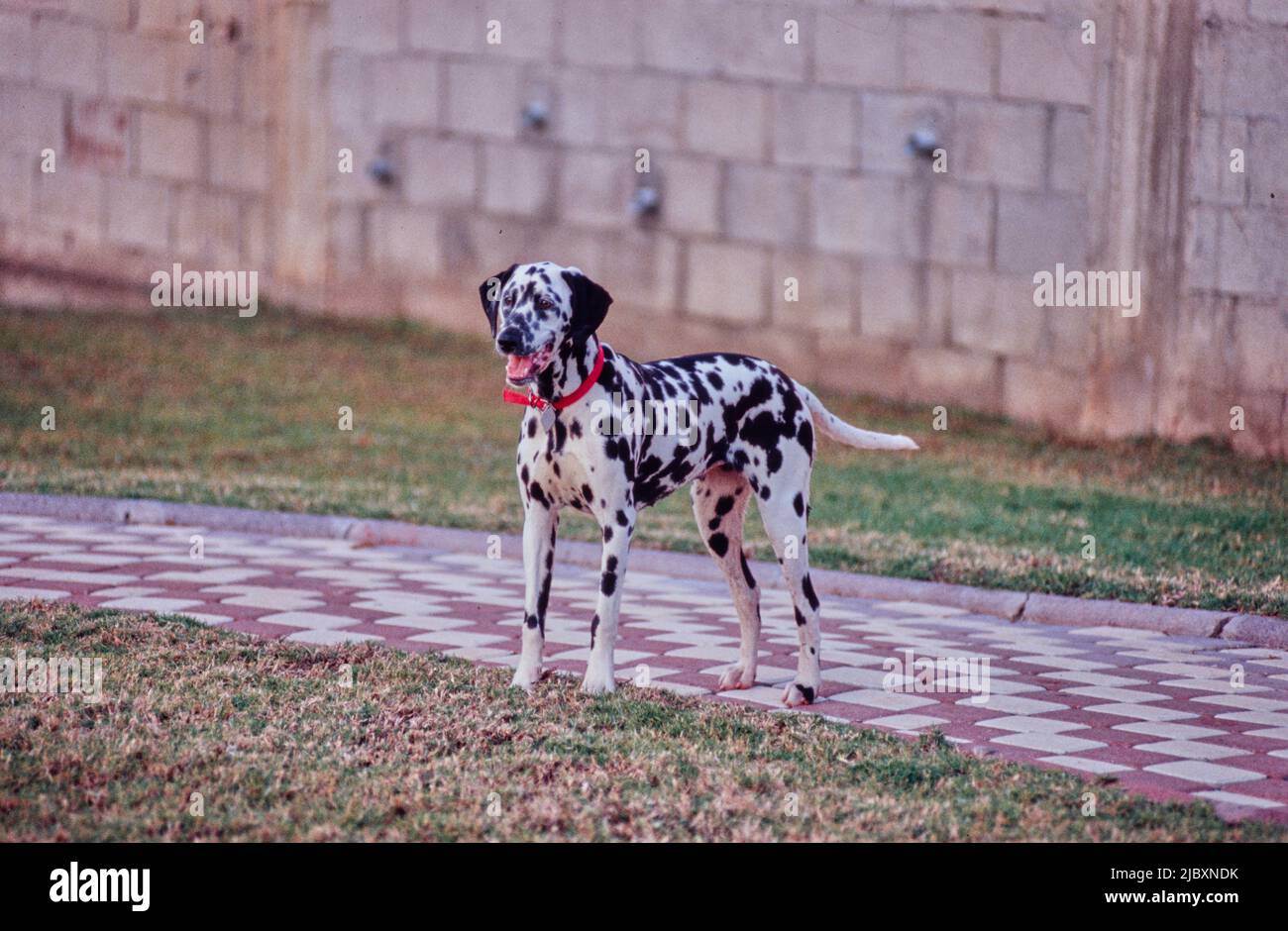 Dalmazia in piedi sul marciapiede a scacchi rosso e bianco Foto Stock
