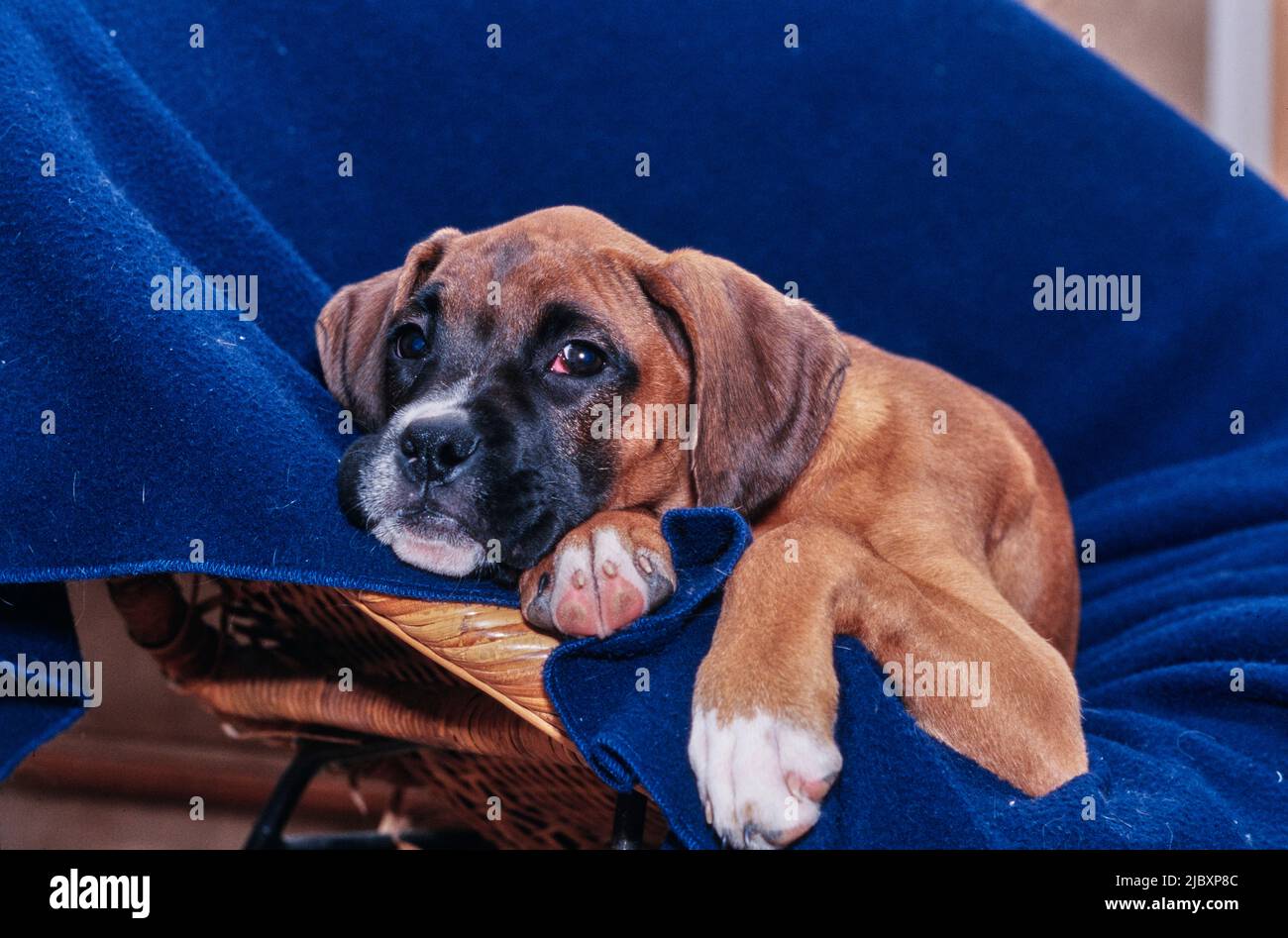 Boxer sitting on chair immagini e fotografie stock ad alta risoluzione -  Alamy