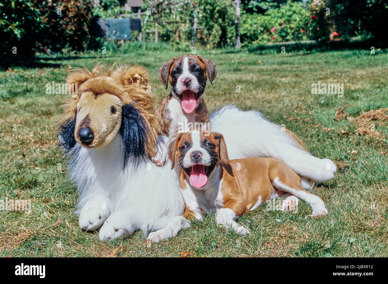 Due cuccioli di pugile cani stesi su un cane giocattolo imbottito Foto Stock