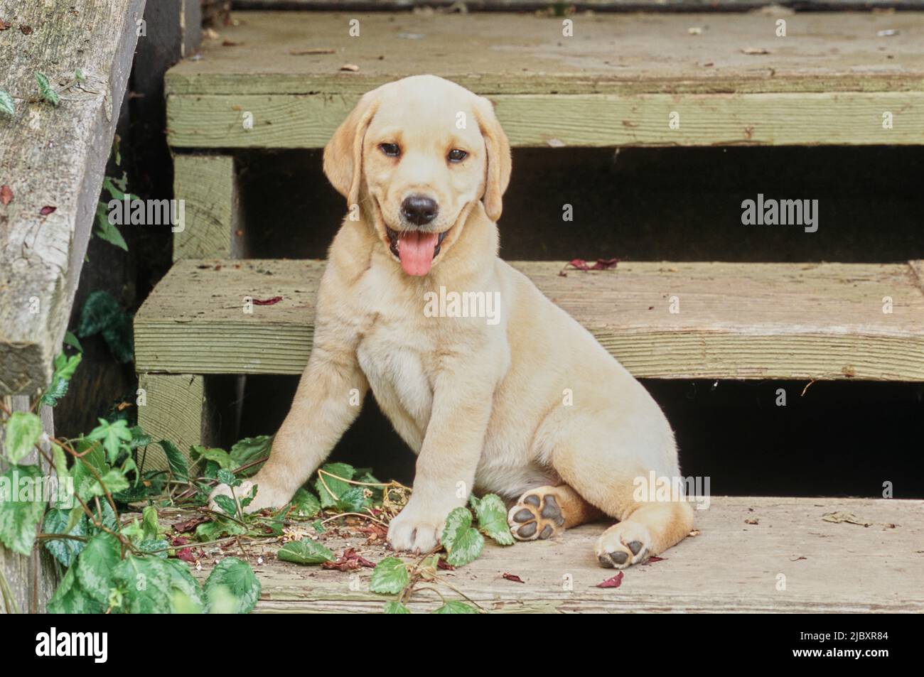 Cucciolo giallo da laboratorio su scale di legno Foto Stock