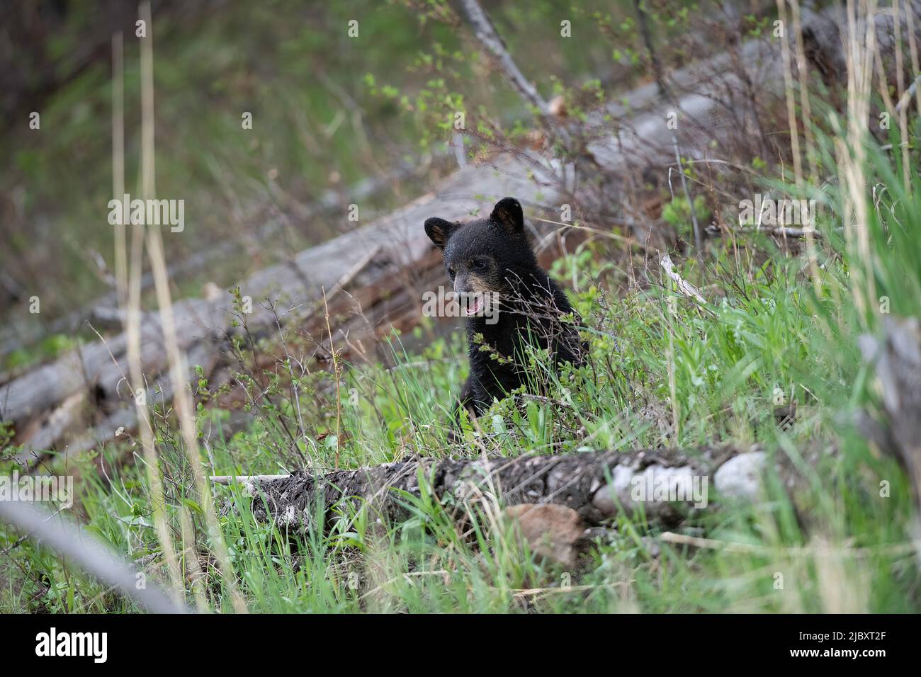 Cucciolo di orso nero nella foresta, Parco Nazionale di Yellowstone Foto Stock