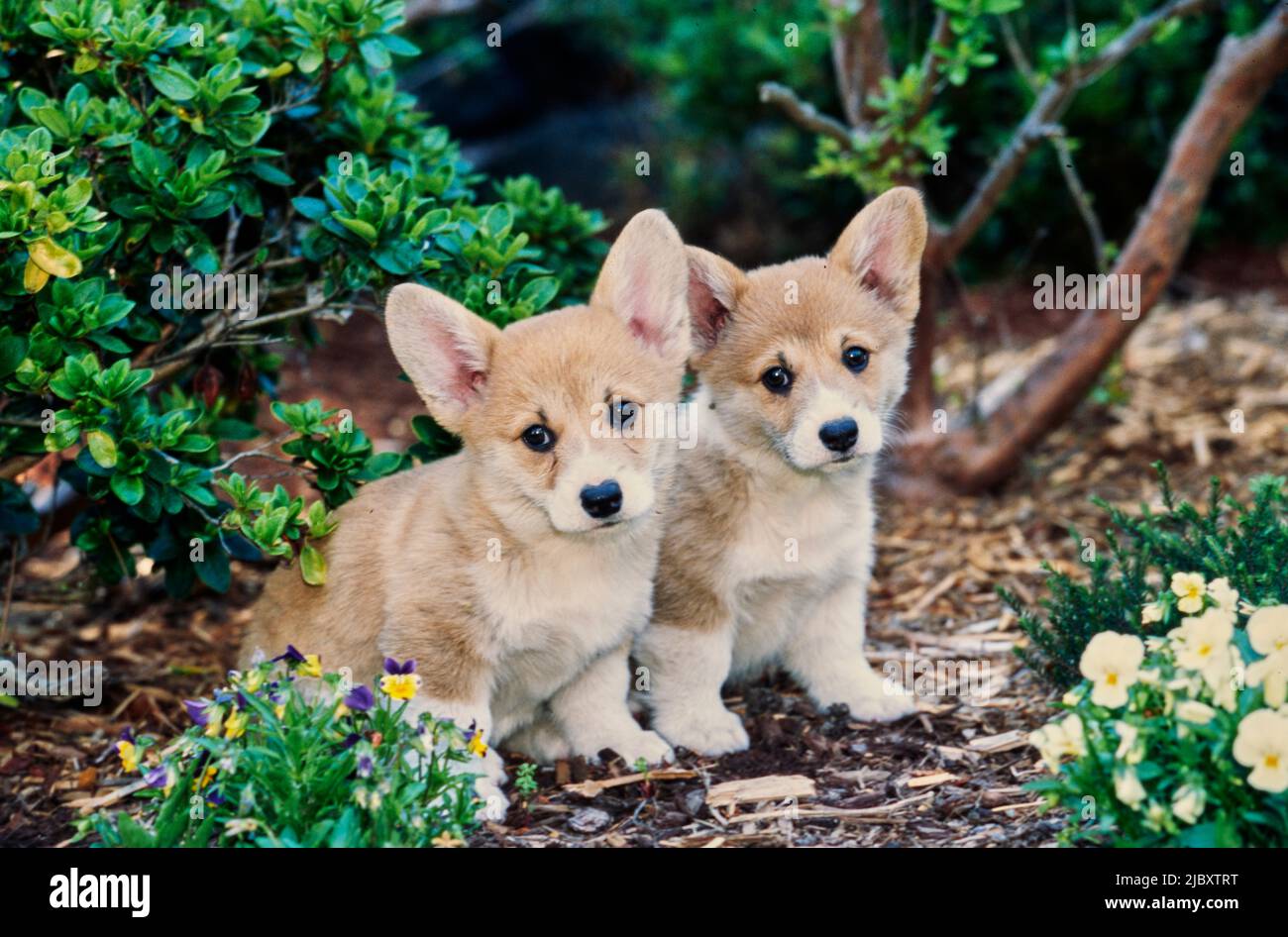 Cuccioli di Corgi in giardino Foto Stock