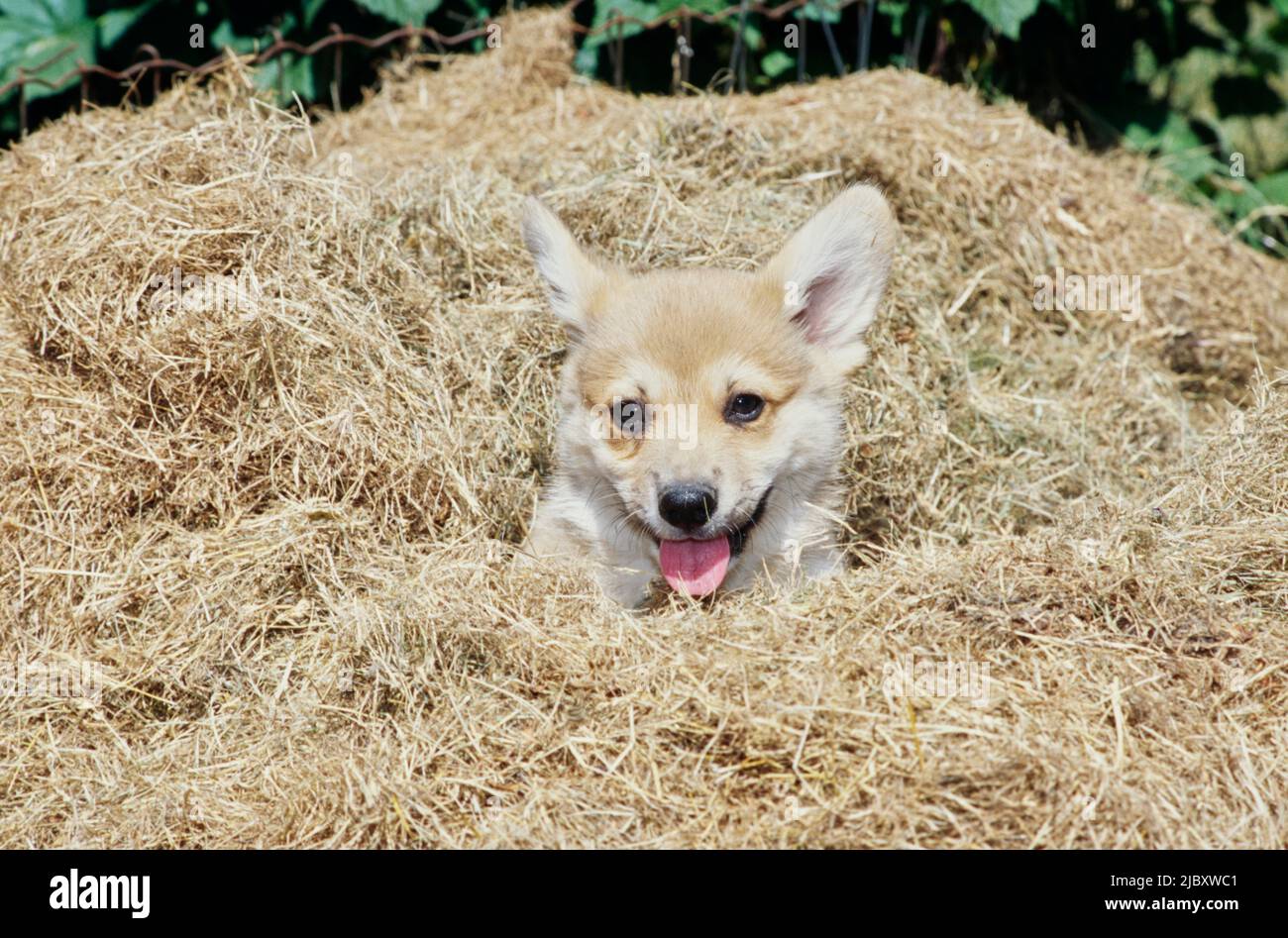 Cucciolo di Corgi fuori in fieno stack Foto Stock