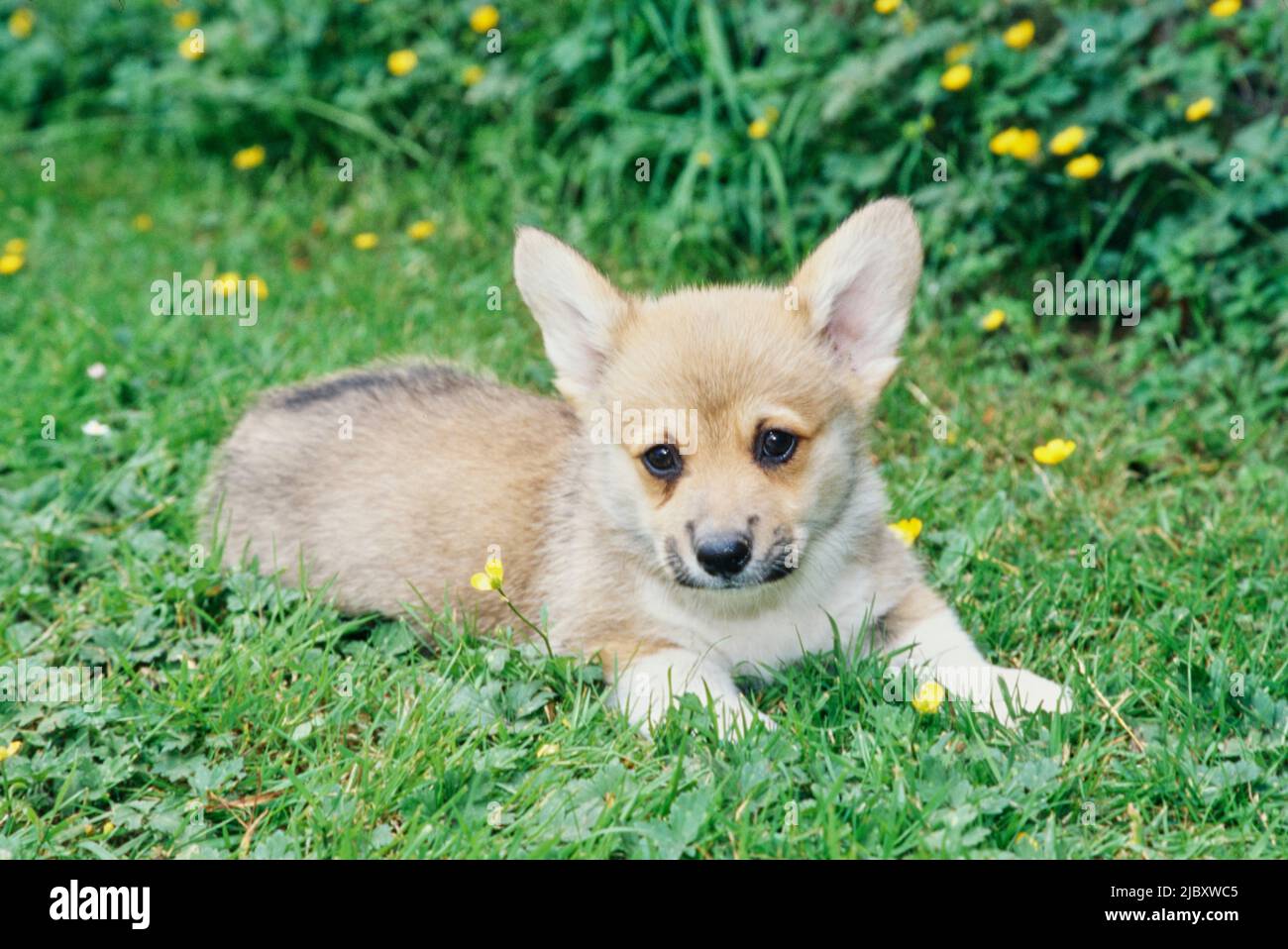Cucciolo di Corgi all'esterno su erba con fiori gialli Foto Stock