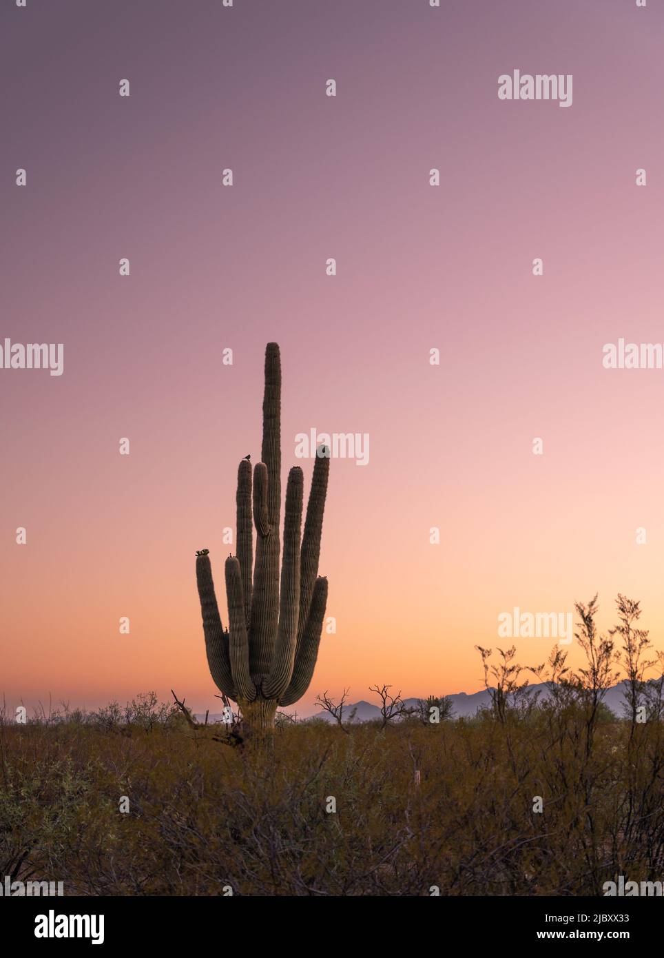 alba con silhouette di cactus saguaro Foto Stock