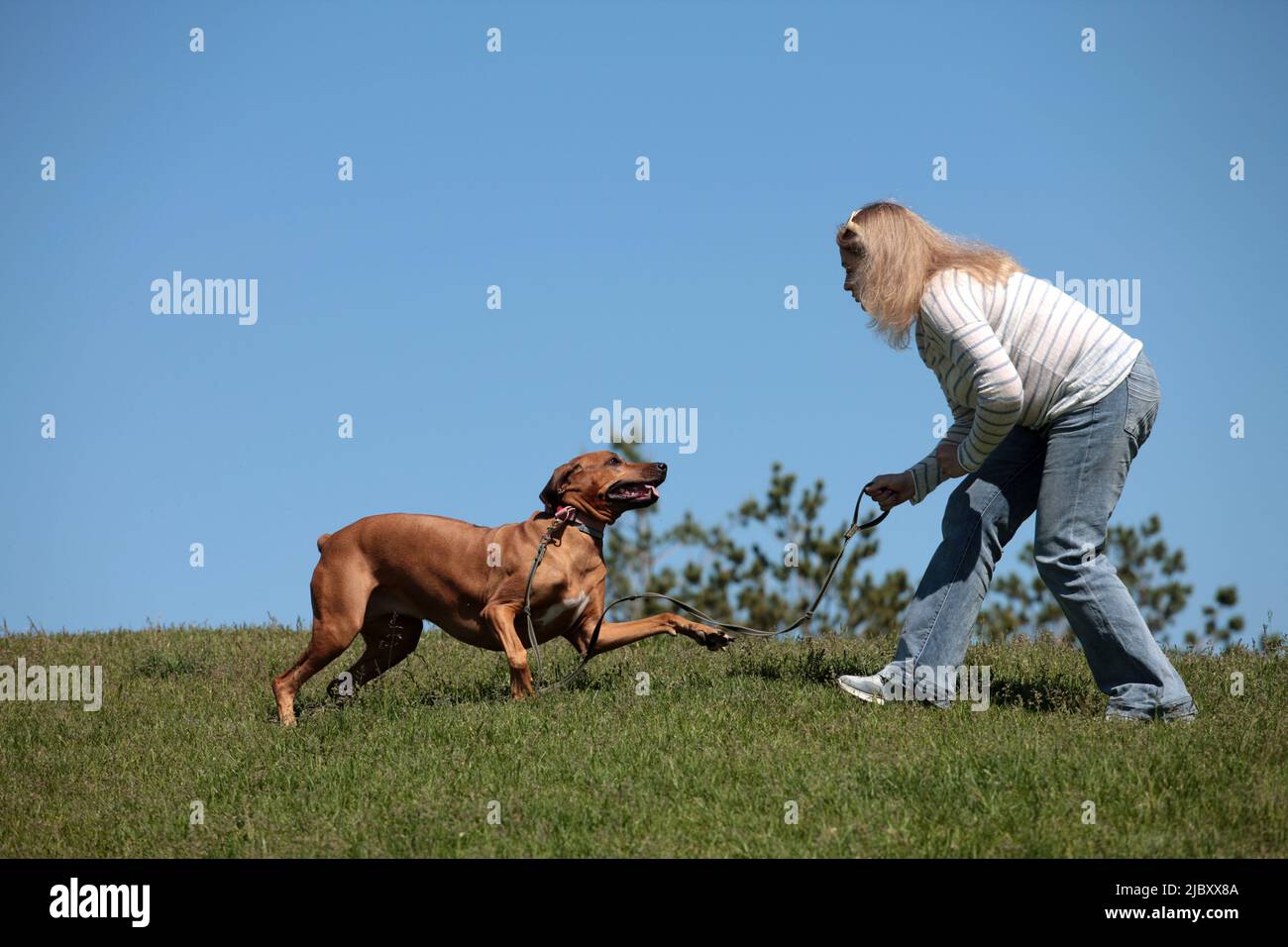 Bella donna con cane rhodesiano ridereback hound all'aperto su un campo Foto Stock