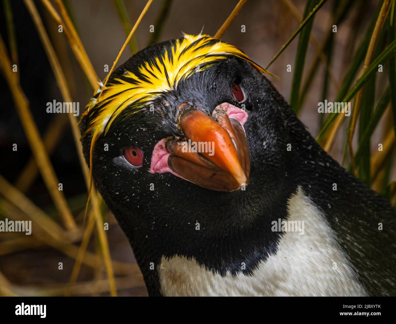 Pinguini macaroni (Eudyptes Crisolophus) nell'erba del tussock a Cooper Bay, Georgia del Sud Foto Stock