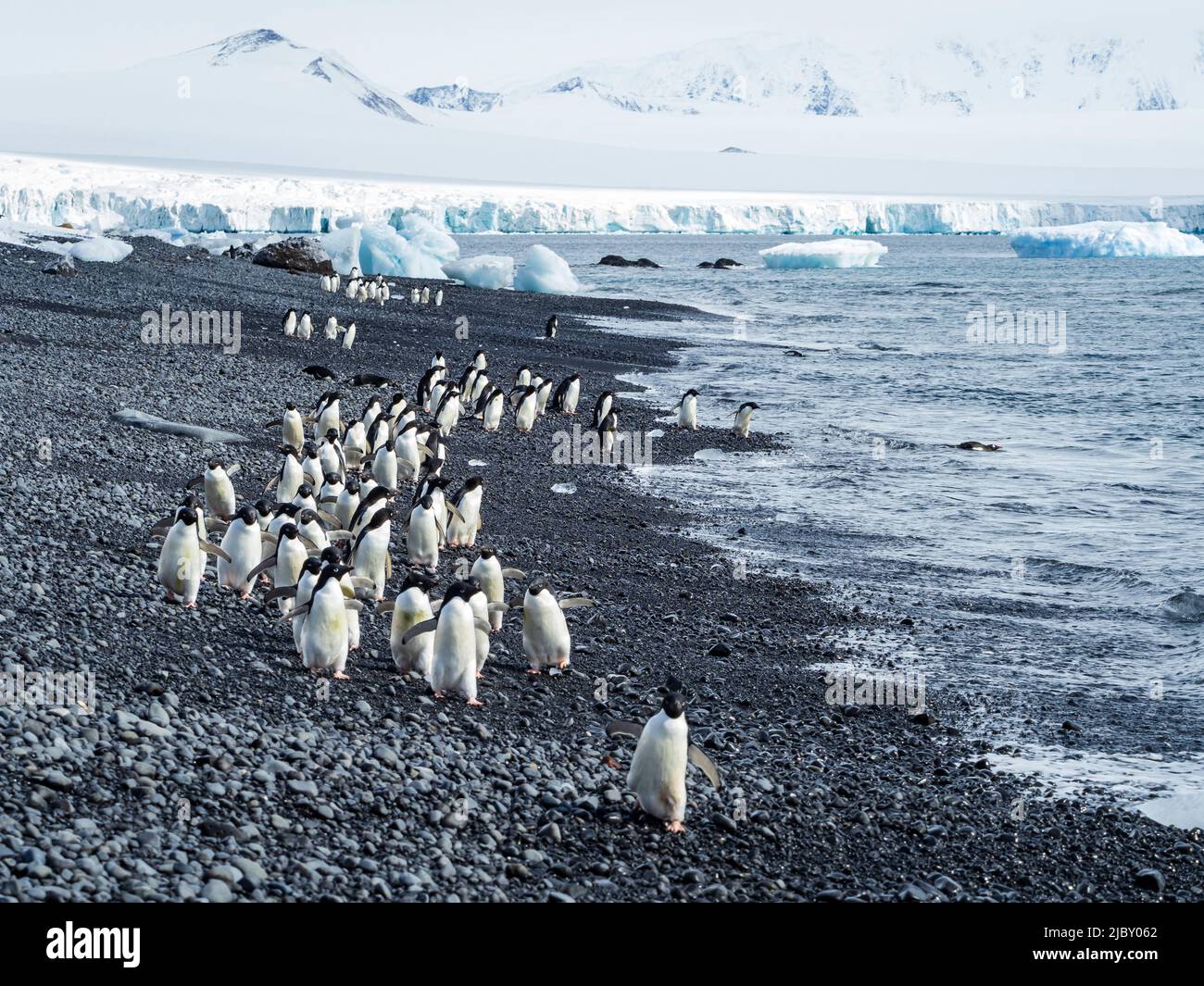 Marcia dei pinguini, pinguini di Adelie (Pygoscelis adeliae) a Brown Bluff, Penisola Antartica Foto Stock