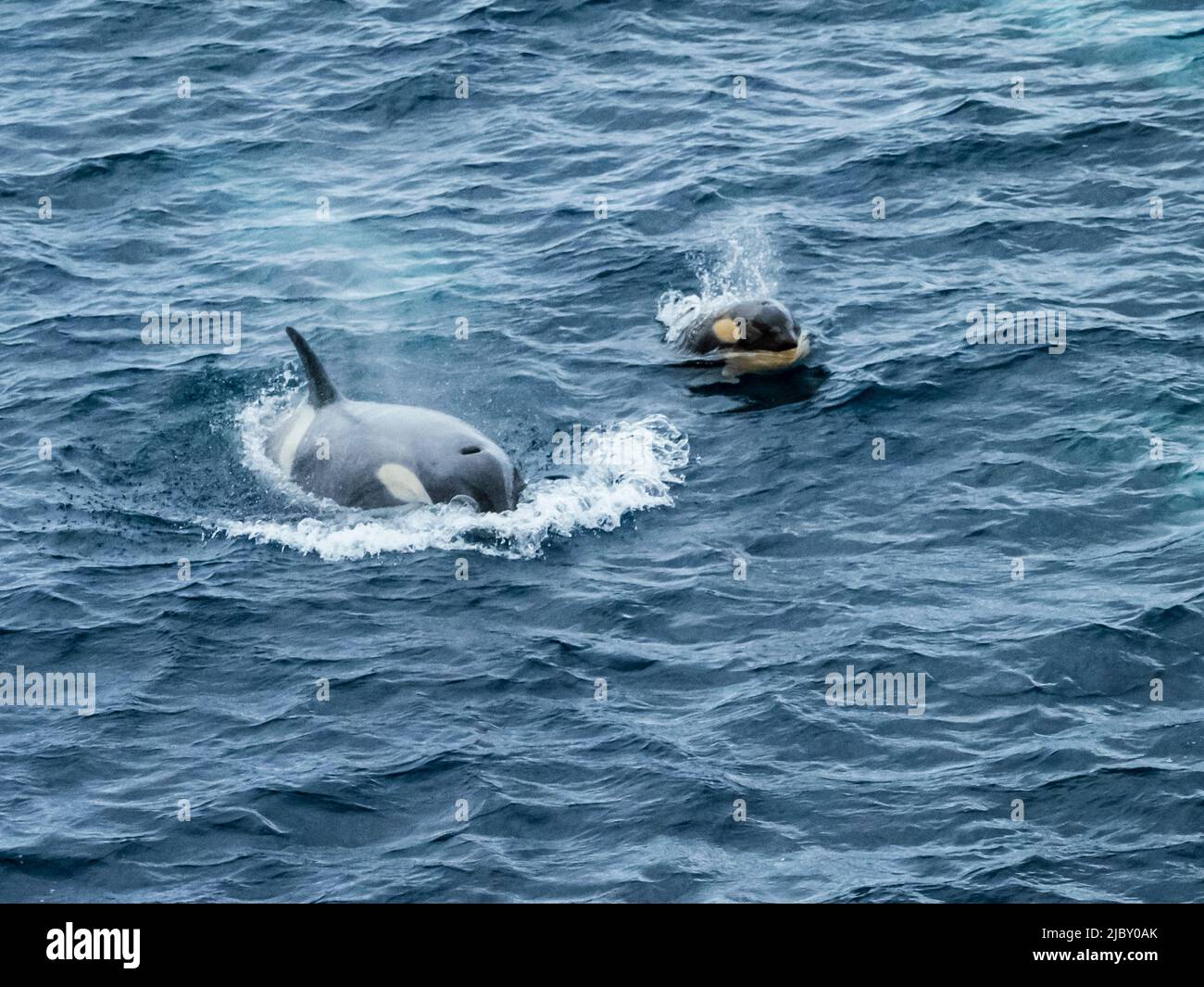 Falde Killer di tipo B (Orcas ocina) in Gerache Strait, Antartide Foto Stock