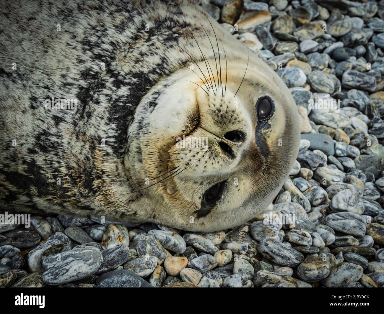 Weddell Seal (Leptonychotes weddellii) relax sulla riva, Coronation Island, South Orkney Islands, Antartide Foto Stock