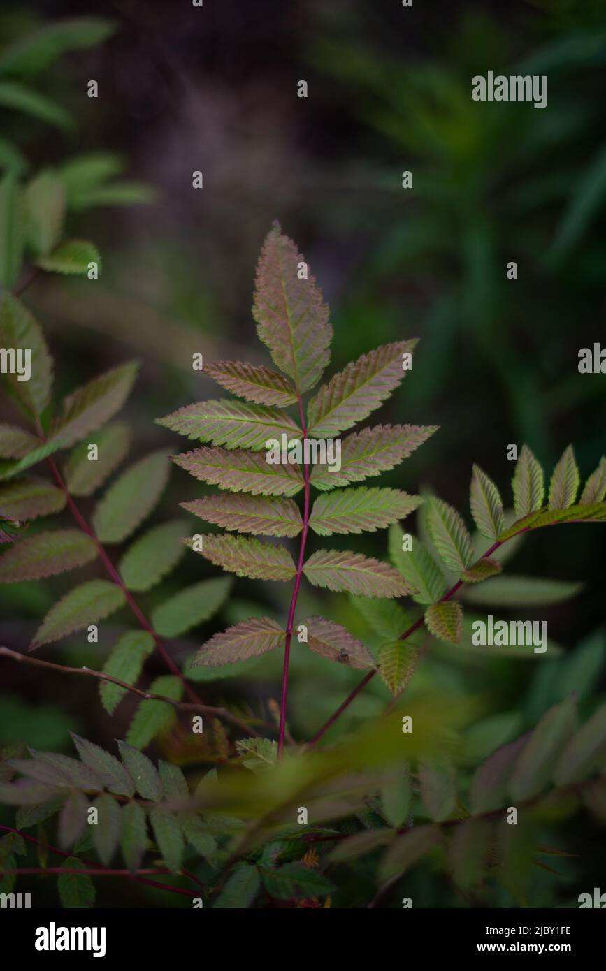 FERN COLORATA COME FOGLIE Foto Stock