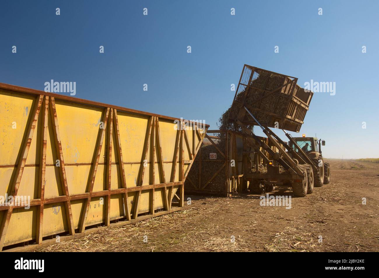 La canna da zucchero raccolta viene svuotata in grandi bidoni gialli Foto Stock