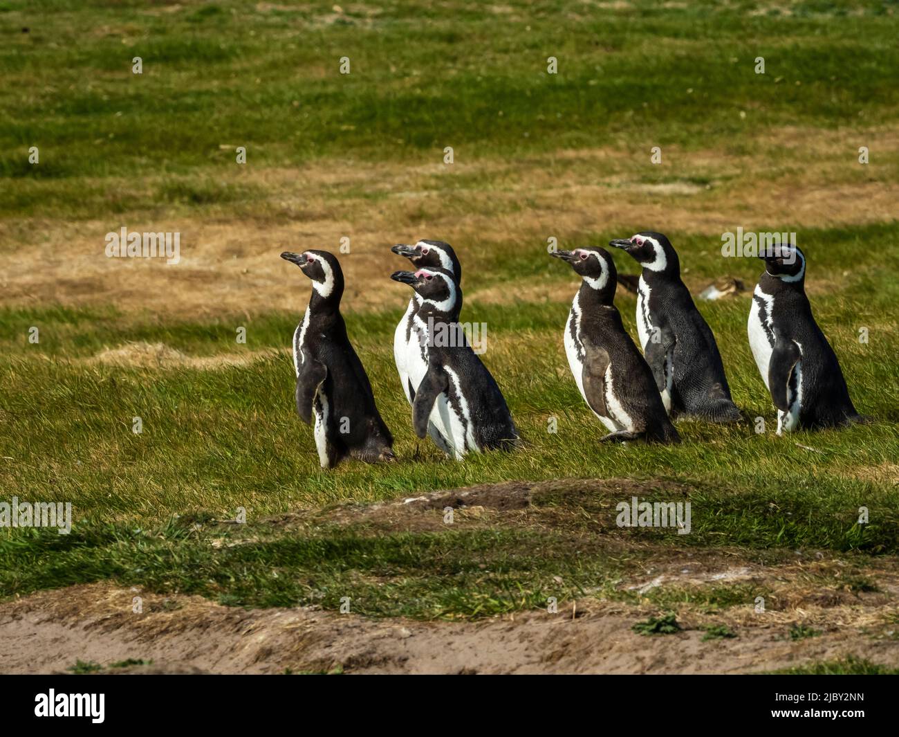 Pinguini magellanici (Spheniscus magellanicus) sull'isola della carcassa, Isole Falkland Foto Stock