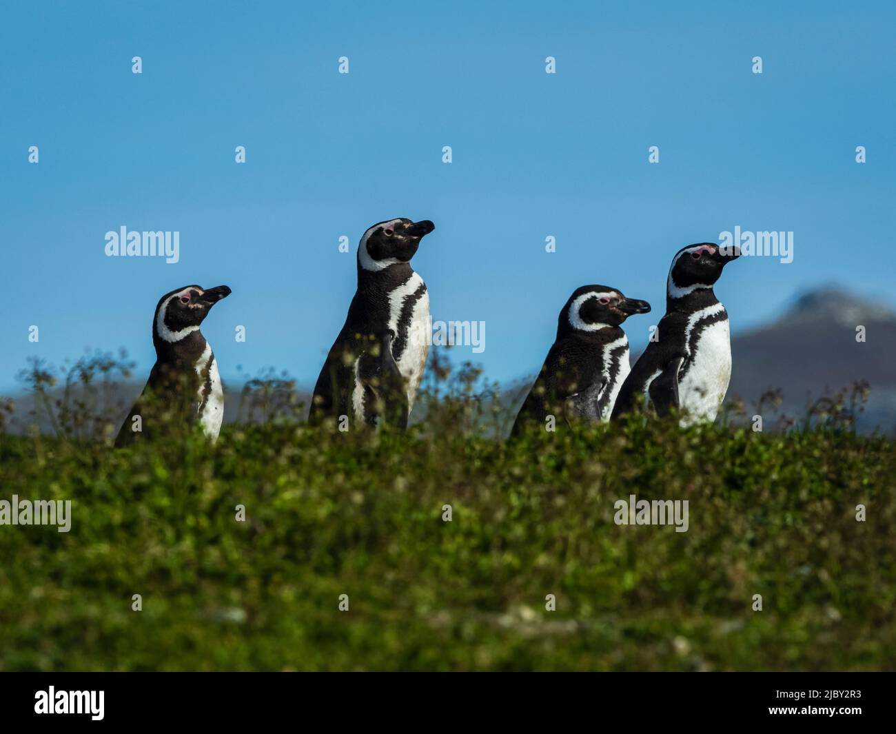 Pinguini magellanici (Spheniscus magellanicus) sull'isola della carcassa, Isole Falkland Foto Stock