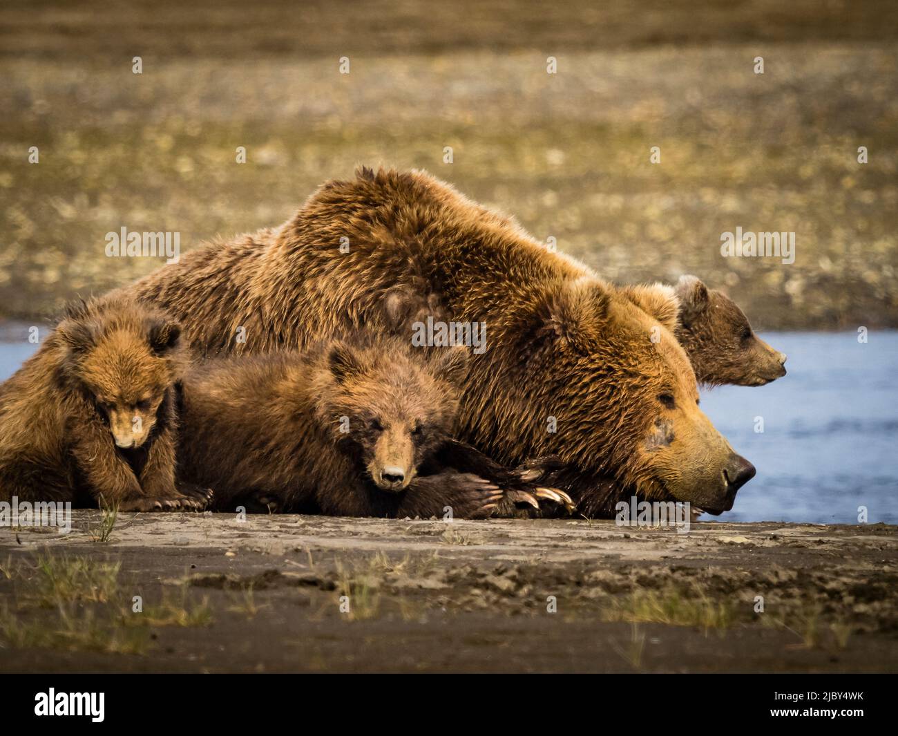 Mamma con quattro cubetti, orsi bruni costieri (Ursus arctos horribilis) che riposano lungo Hallo Creek, Katmai National Park and Preserve, Alaska Foto Stock