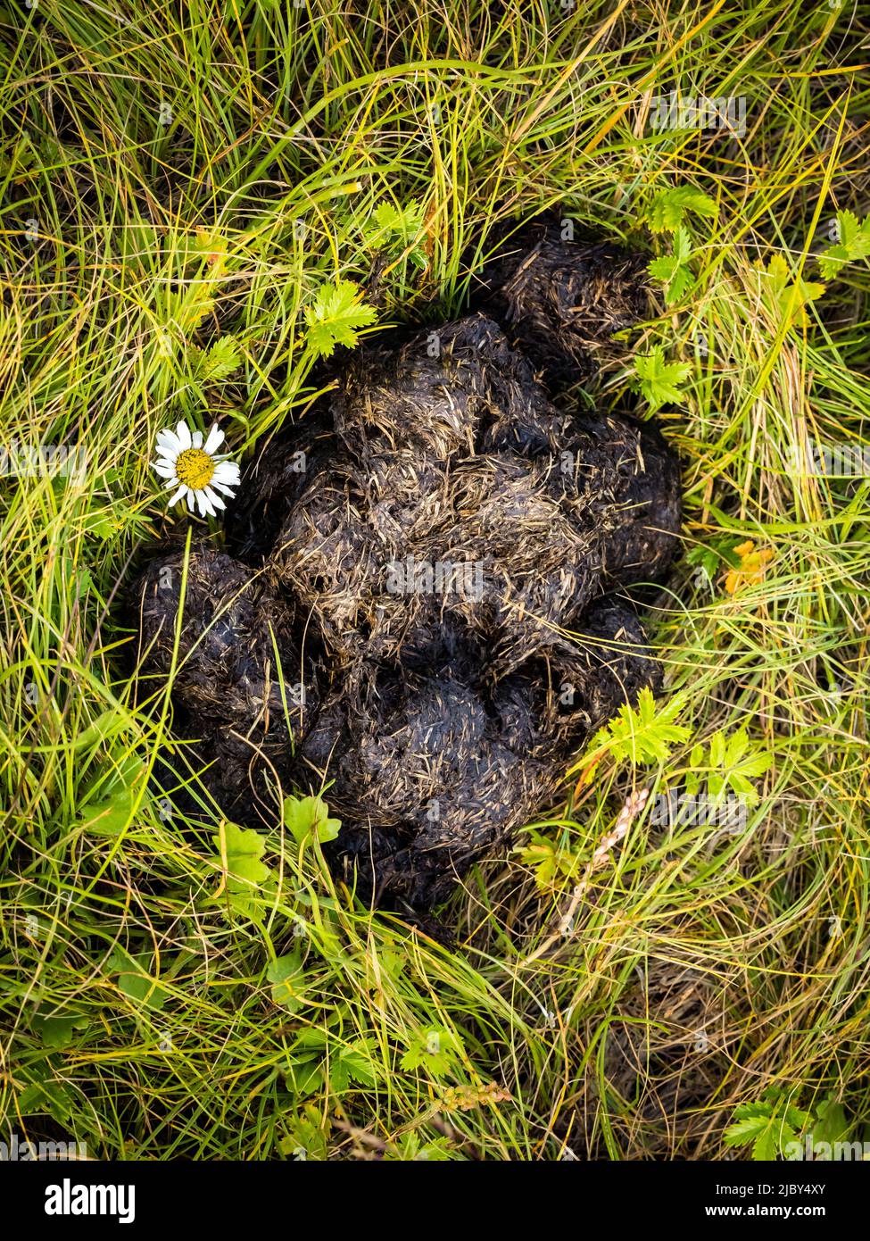 Orso Scat e Daisy, escrementi di orso bruno costiero (Ursus arctos horribilis) in Hallo Bay, Katmai National Park and Preserve, Alaska Foto Stock