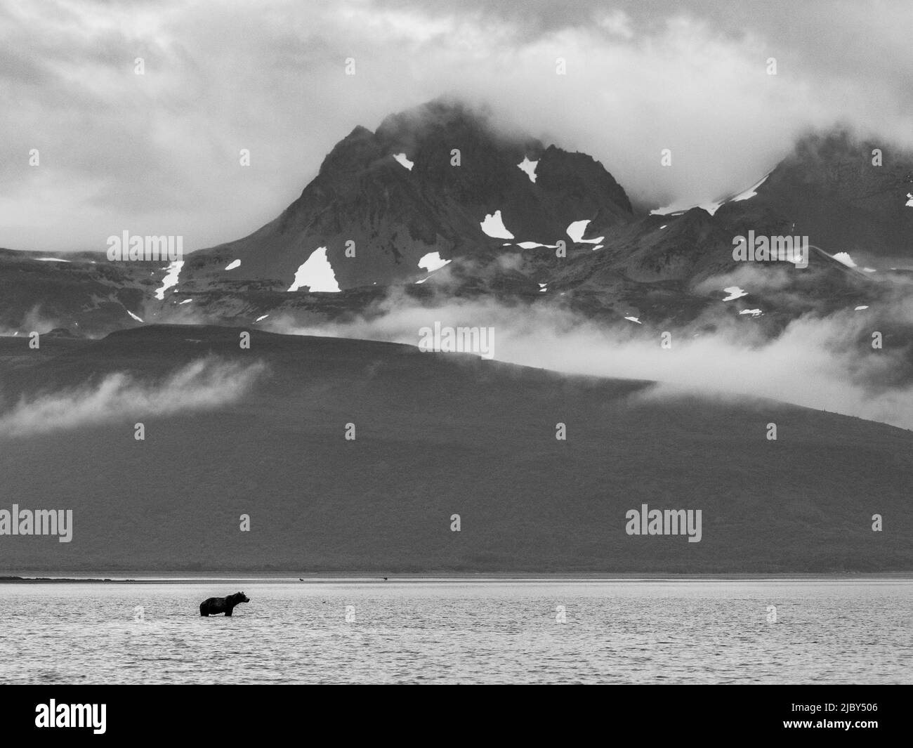 Bianco e nero, orso bruno costiero (Ursus arctos horribilis) che insegue salmone a bassa marea in Hallo Bay, Parco Nazionale e Riserva Katmai, Alaska Foto Stock