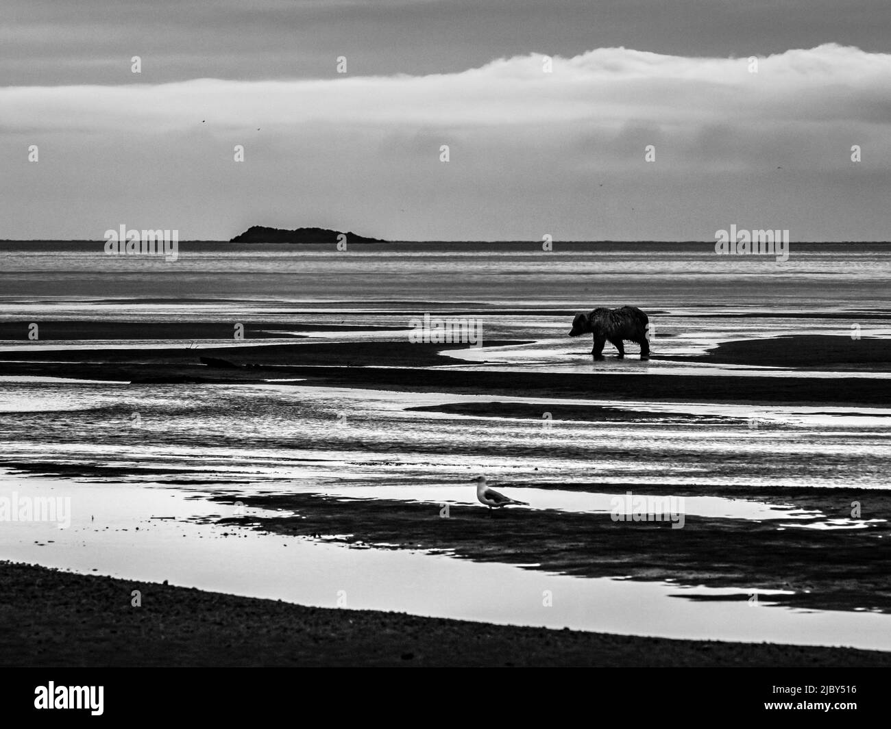 Black & White, Coastal Brown Bear (Ursus arctos horribilis) a piedi le mudflats a bassa marea in Hallo Bay, Katmai National Park and Preserve, Alaska Foto Stock