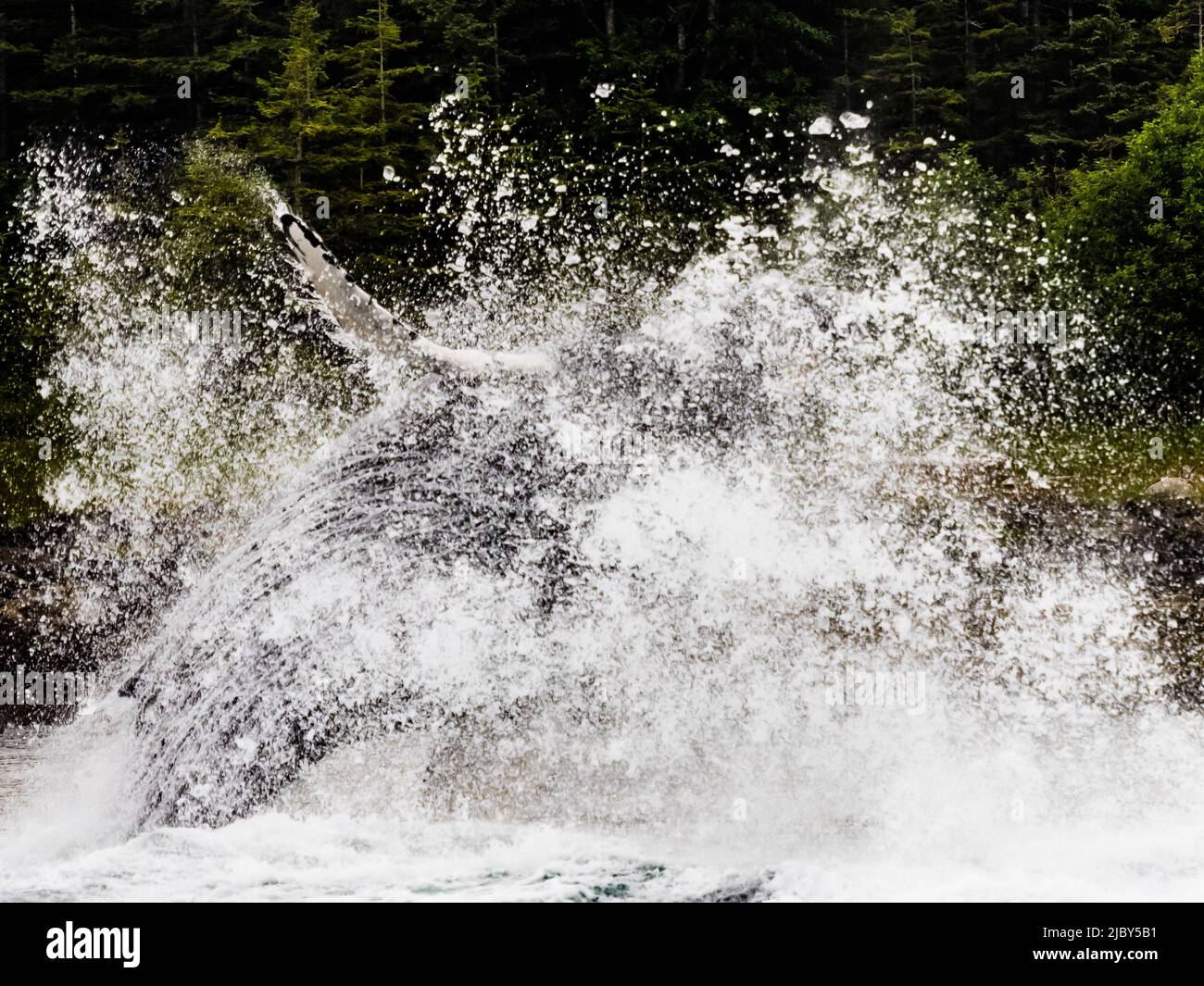 Big splash, Breaching Humpback Whales (Megaptera novaeangliae) in Chatham Strait, il passaggio interno dell'Alaska Foto Stock