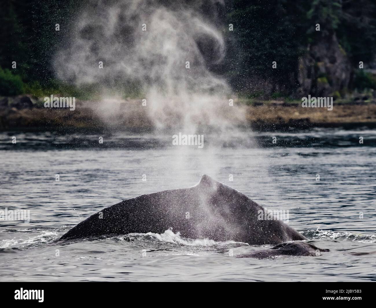 Balena soffia e pinne, nutrendo balene Humpback (Megaptera novaeangliae) nello stretto di Chatham, il passaggio interno dell'Alaska Foto Stock