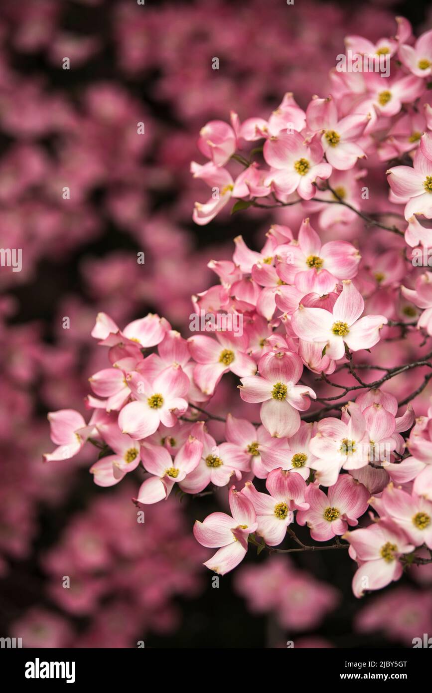 Un albero di dogwood rosa fiorito (Cornus florida) nell'Oregon meridionale Foto Stock