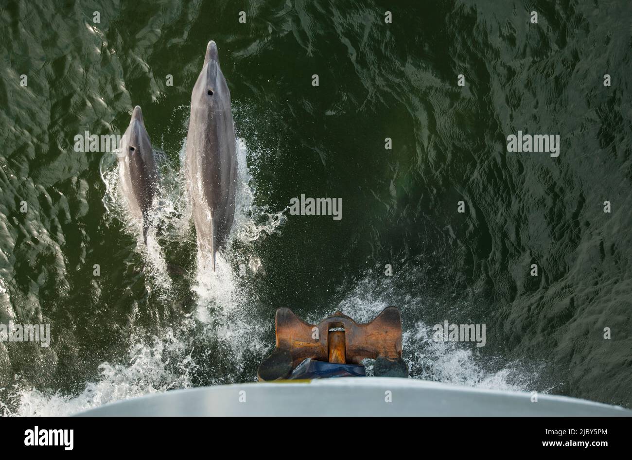 Un paio di delfini tursiopi si inchinano sul National Geographic Sea Lion Foto Stock