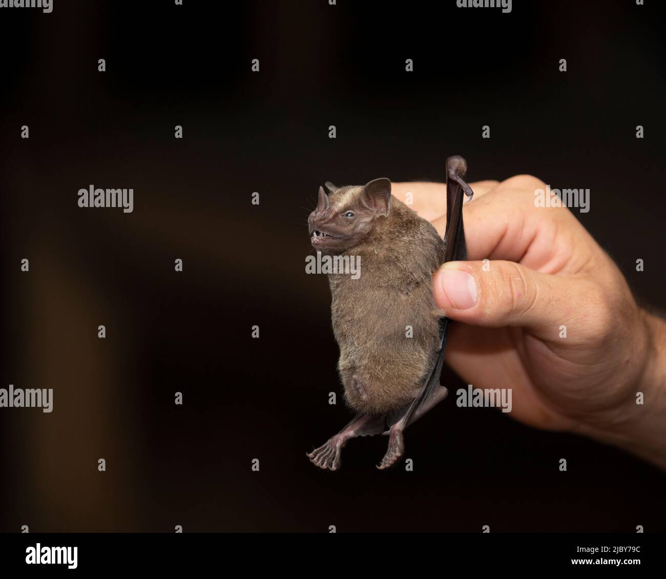 La ricerca BAT è molto importante. Questo pipistrello è stato intrappolato con una rete per fare un censimento delle specie di pipistrelli nella foresta pluviale. Foto Stock