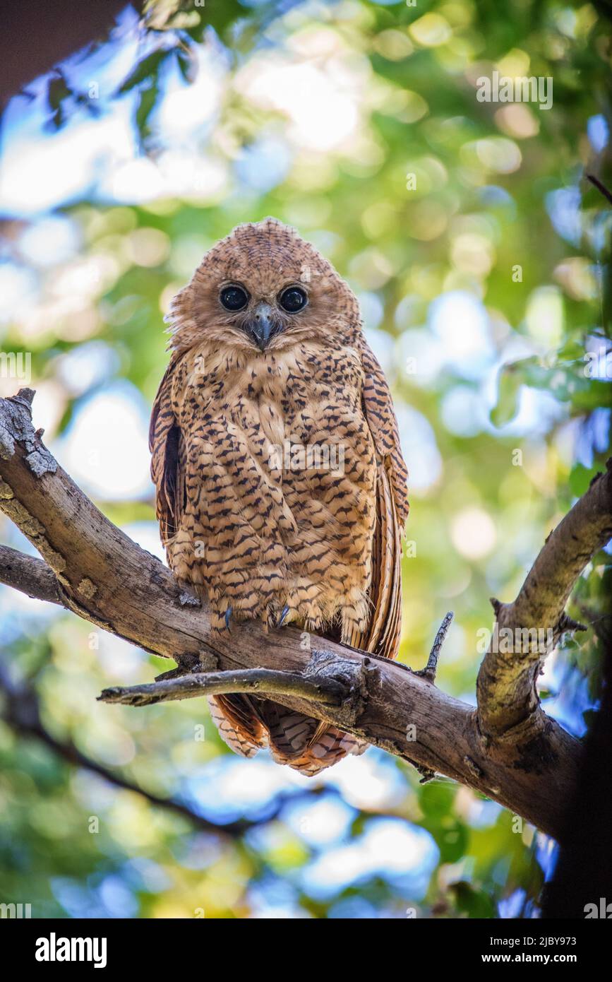 Gufo da pesca di pel (Scotopelia peli) una delle specie di gufo più rare in Africa, Okavango Delta Botswana Foto Stock