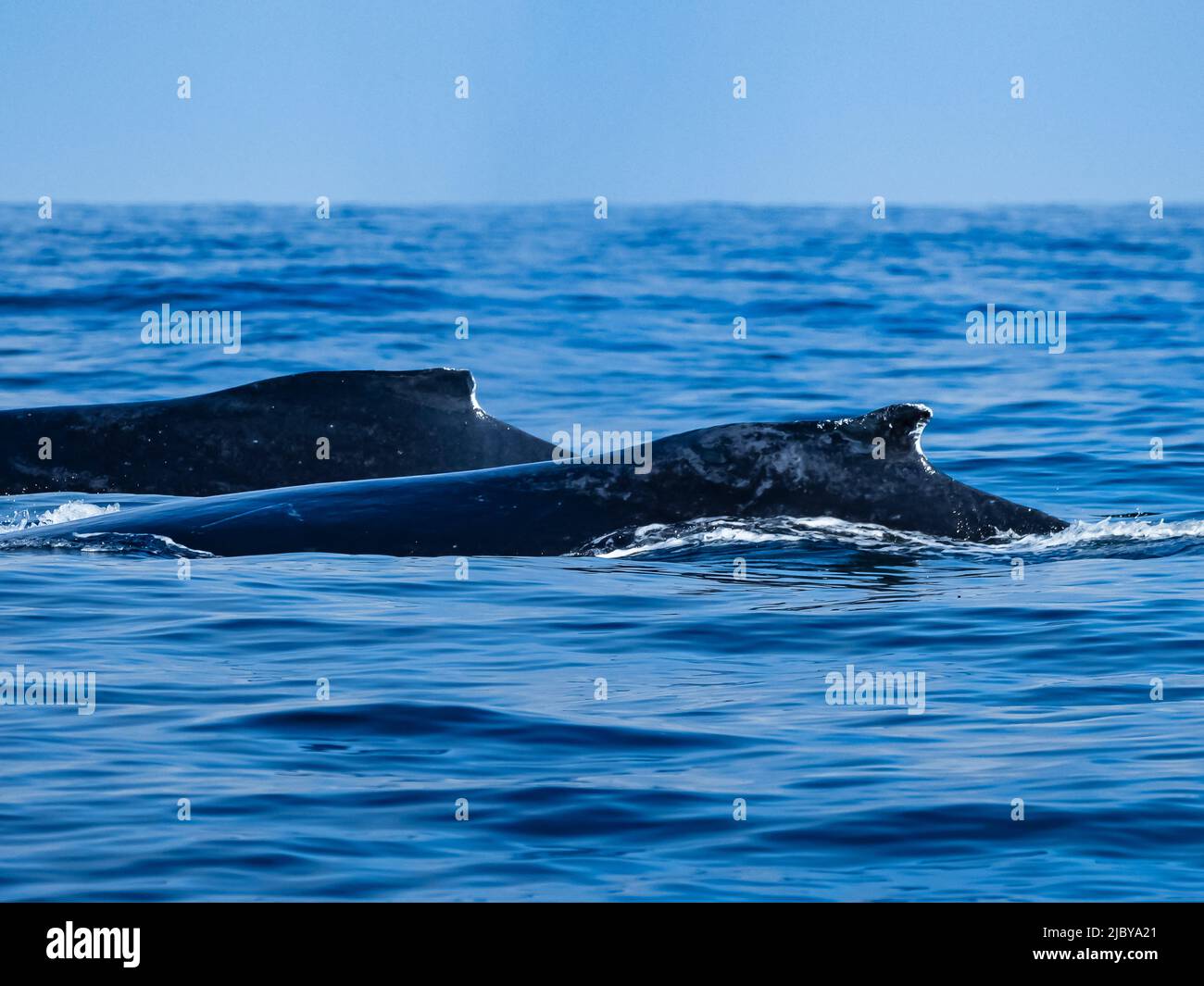 Pinne dorsali gemelle, nutrendo balene Humpback (Megaptera novaeangliae), Monterey Bay National Marine Reserve, Oceano Pacifico, California Foto Stock