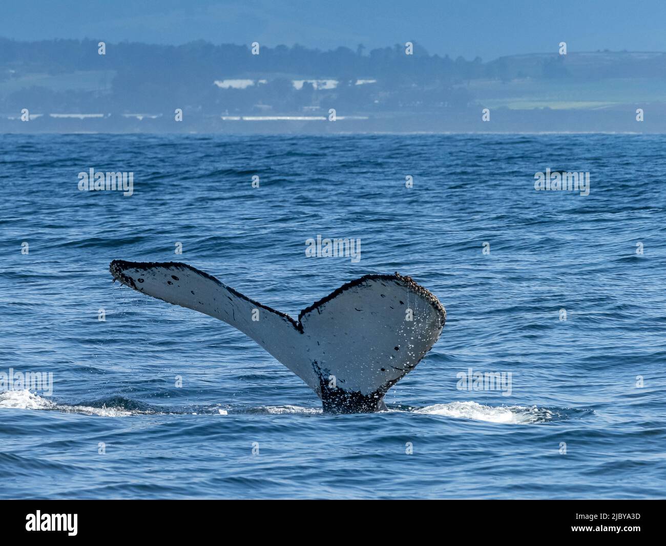 Re come impronte digitali, balena chiamata collo di bottiglia, Humpback Whale (Megaptera novaeangliae) a Monterey Bay, Monterey Bay National Marine Refuge, California Foto Stock