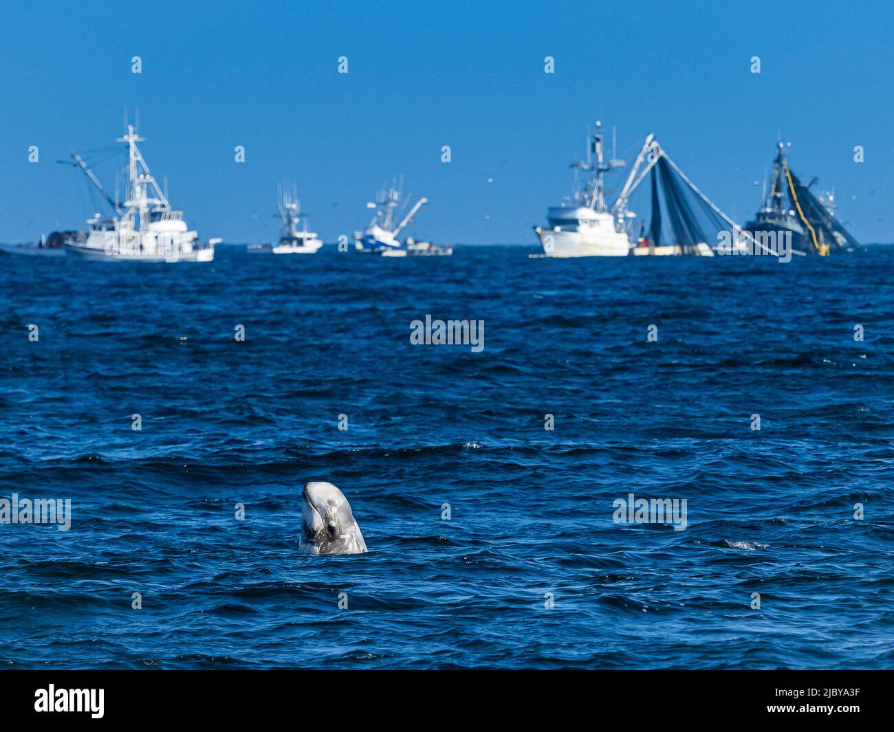 Non è un vero rifugio, lo Spyhops Risso's Dolphin vicino alle barche da pesca calamari a Monterey Bay, Monterey Bay National Marine Refuge, California Foto Stock