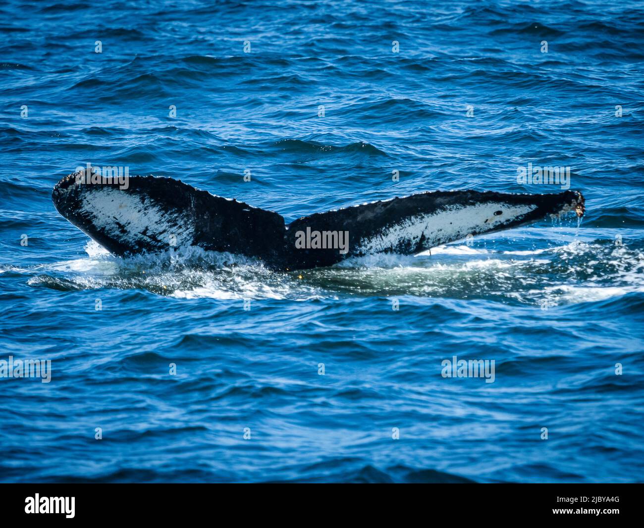 I modelli Fluke sono come impronte digitali, Humpback Whale (Megaptera novaeangliae) a Monterey Bay, Monterey Bay National Marine Refuge, California Foto Stock