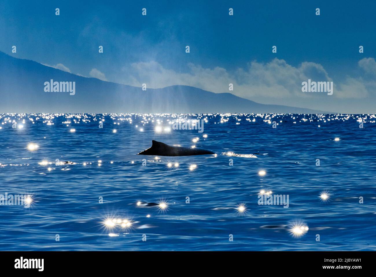 Whale humpback (Megaptera novaeangliae) pinna dorsale e raffiche stellari, Maui, Hawaii Foto Stock