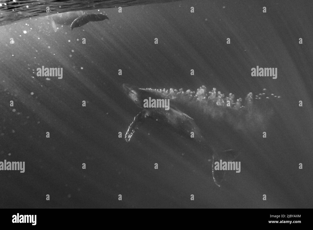 Foto subacquea, Whale Humpback (Megaptera novaeangliae) che sorge dalle profondità soffiando bolle, Maui, Hawaii Foto Stock