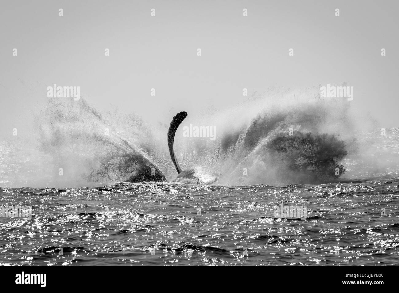 Whale humpback (Megaptera novaeangliae) fa splash bih dopo la breaching, Hawaiian Islands National Marine Sanctuary, Pacific Ocean, Hawaii Foto Stock