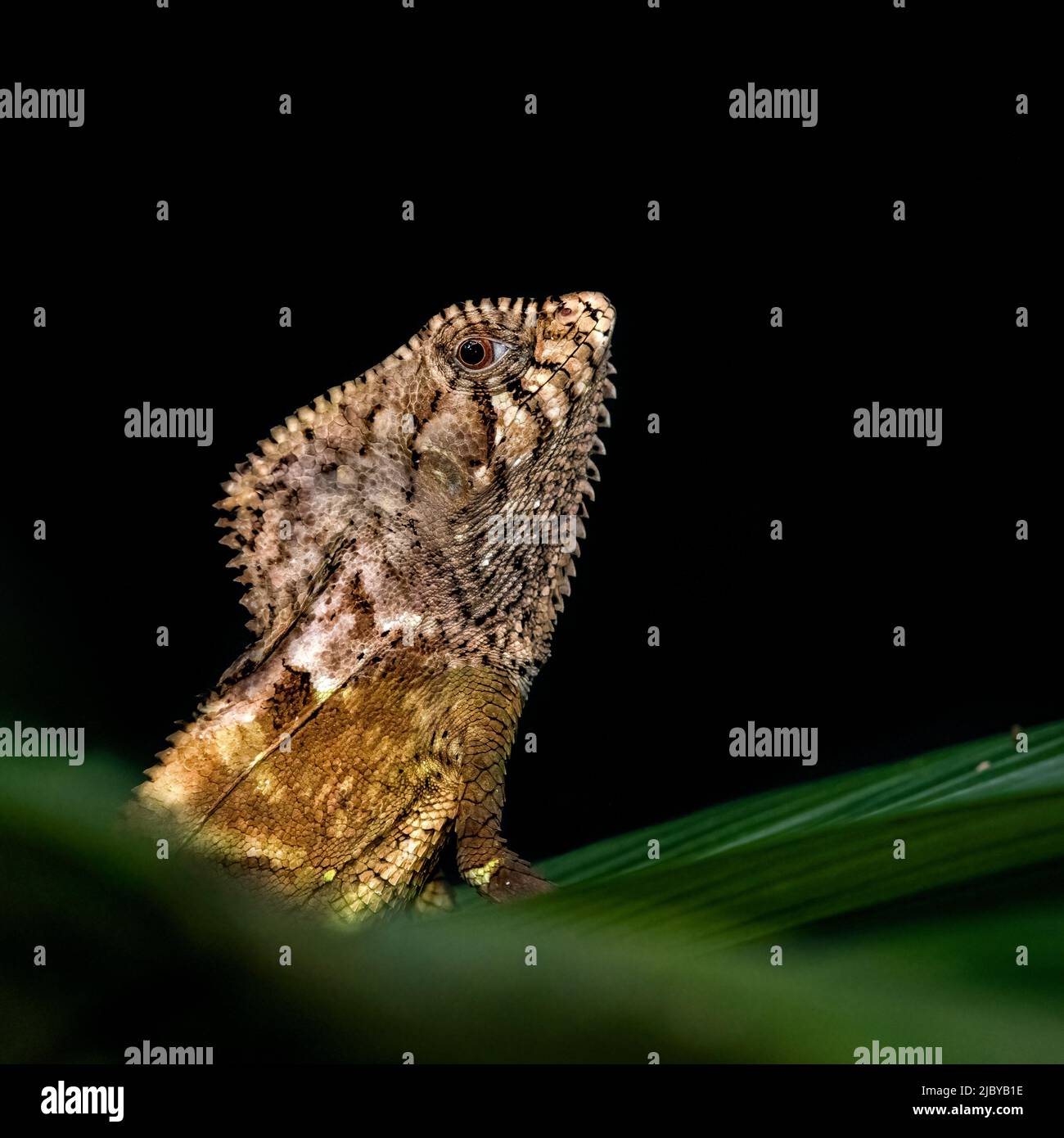 Le iguane helmeted gradiscono vivere all'interno della scarsità della foresta pluviale Foto Stock