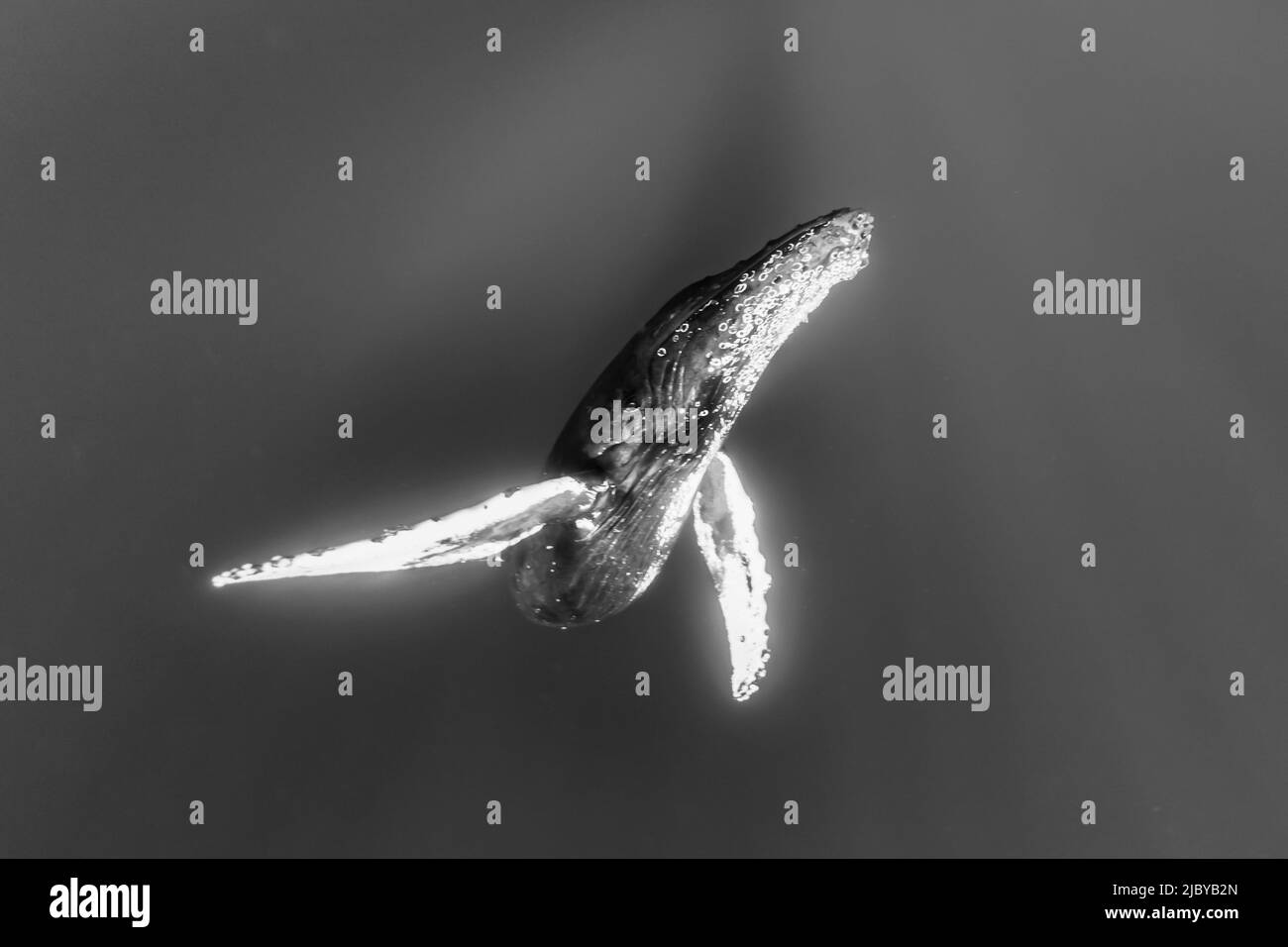 Foto subacquea, Whale Humpback (Megaptera novaeangliae) che sorge dalle profondità, Maui, Hawaii Foto Stock