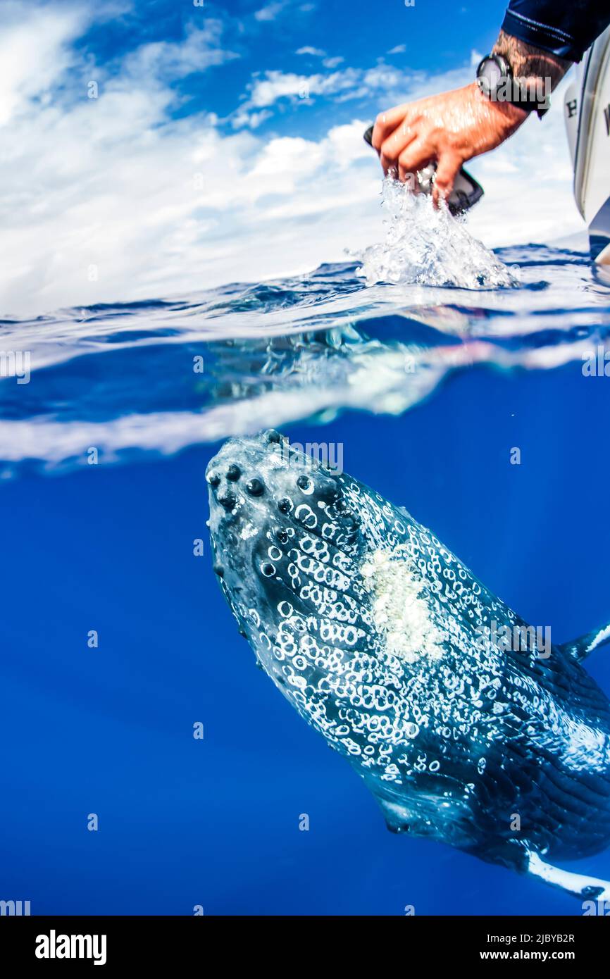 Foto subacquea, iPhone fotografo, Humpback Whale (Megaptera novaeangliae) che si avvicina a una barca, Maui, Hawaii Foto Stock