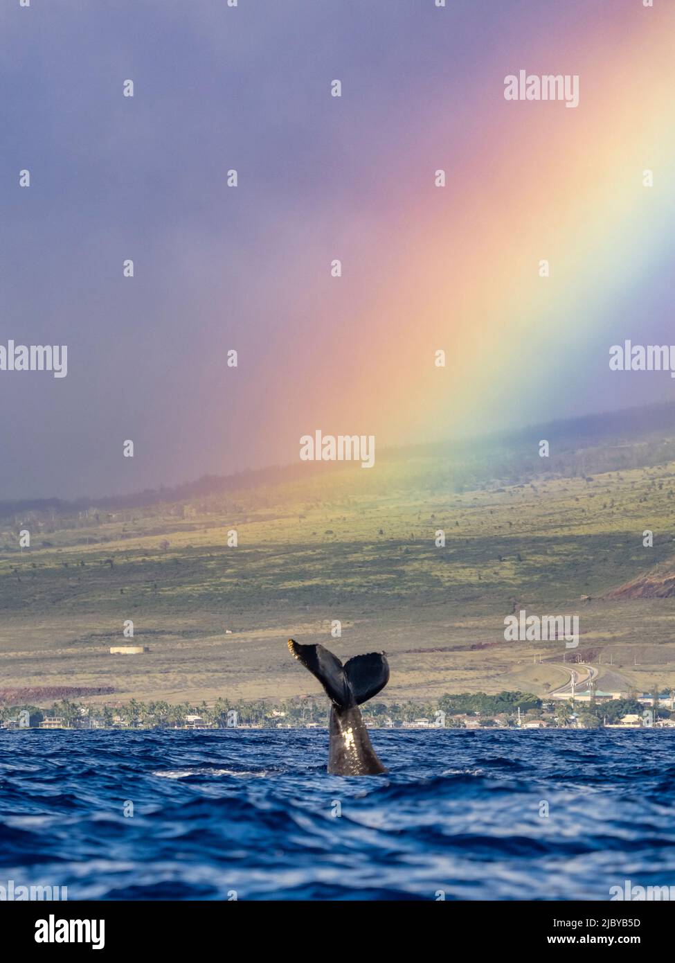 Whale humpback (Megaptera novaeangliae) solleva il suo fluke sotto l'arcobaleno, Maui, Hawaii Foto Stock