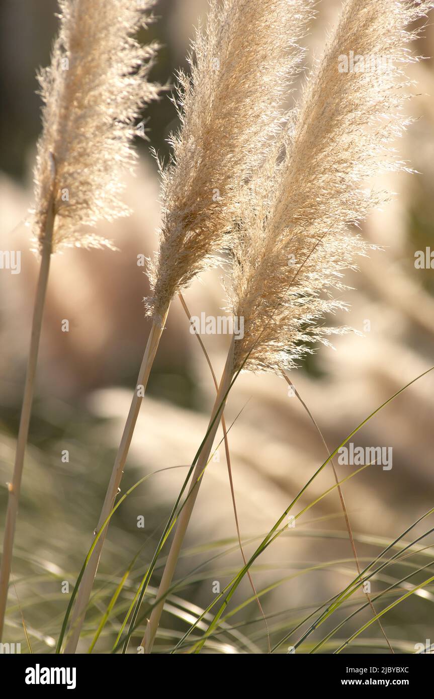 Back Lit New Zealand Plant (nome indigeno 'toi toi') Foto Stock